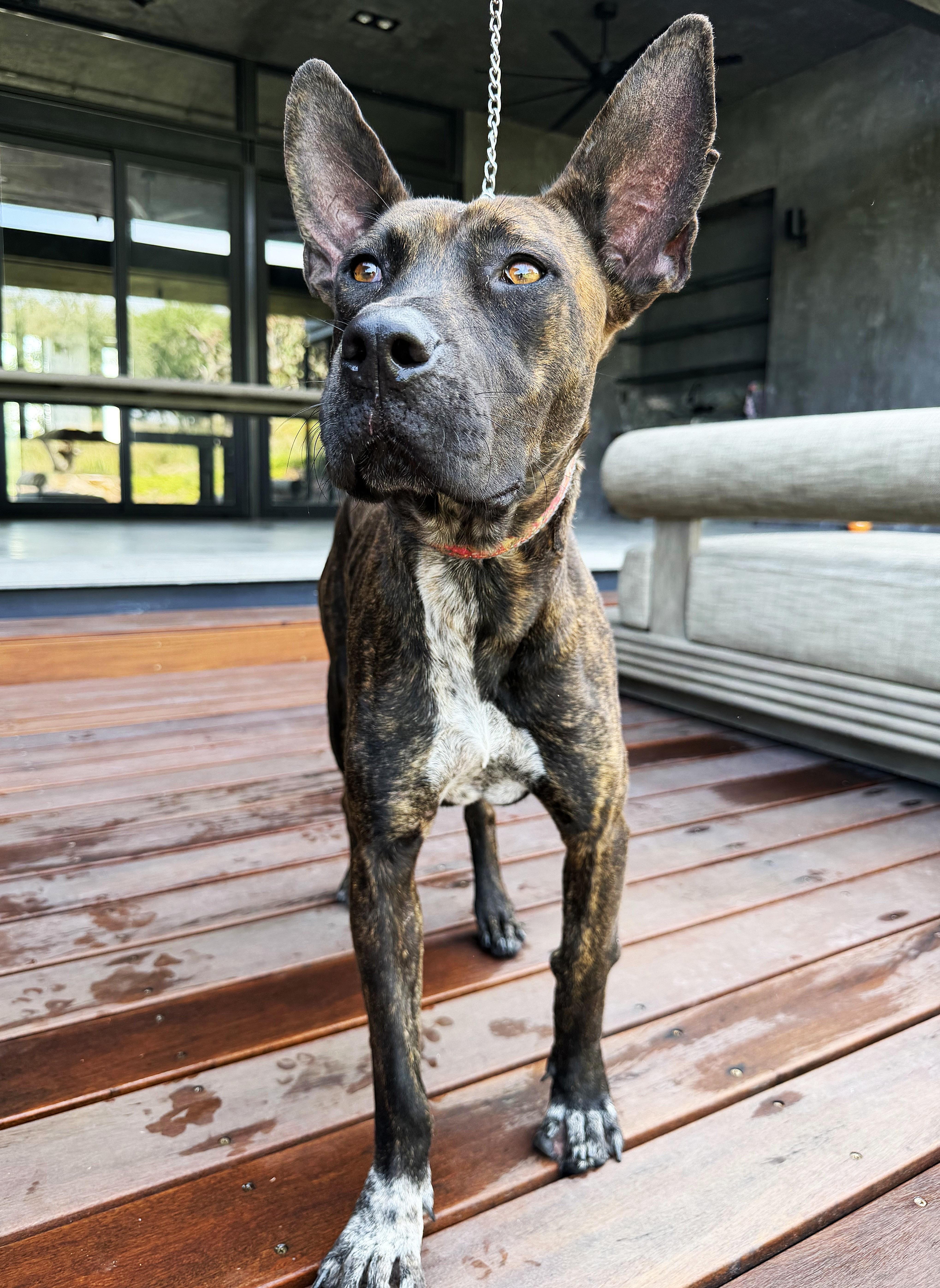 A young large-sized female Brindle Mixed Breed dog named Emilia for adoption in Austin, TX