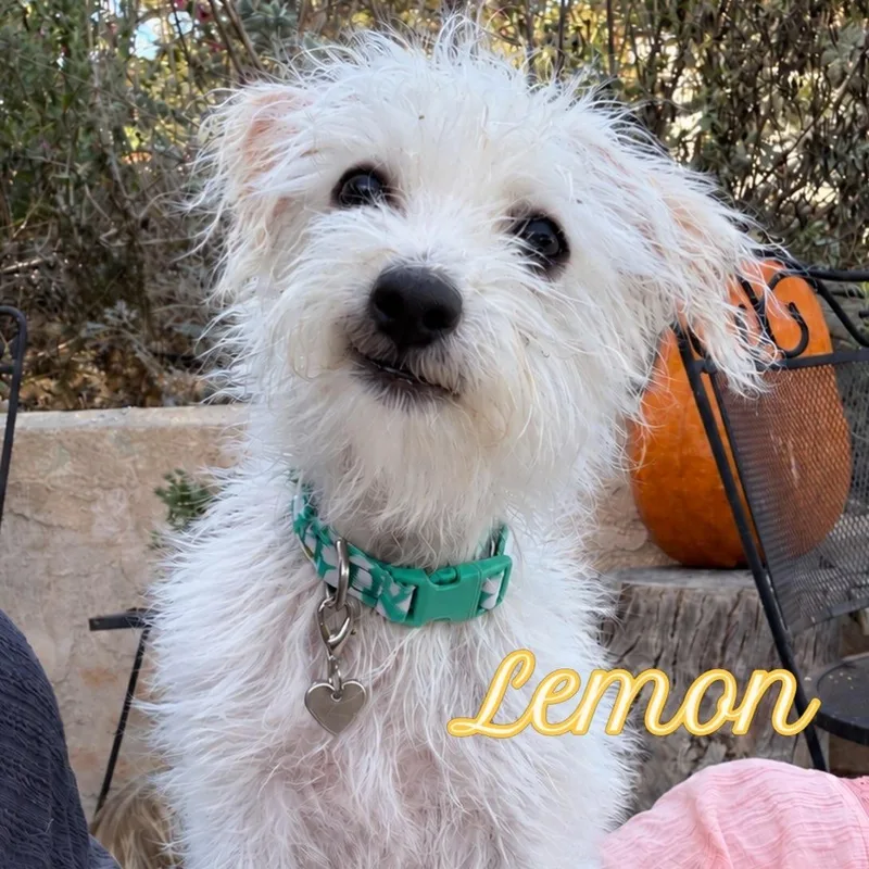 A young small-sized female Maltese dog named Lemon for adoption in Santa Barbara, CA