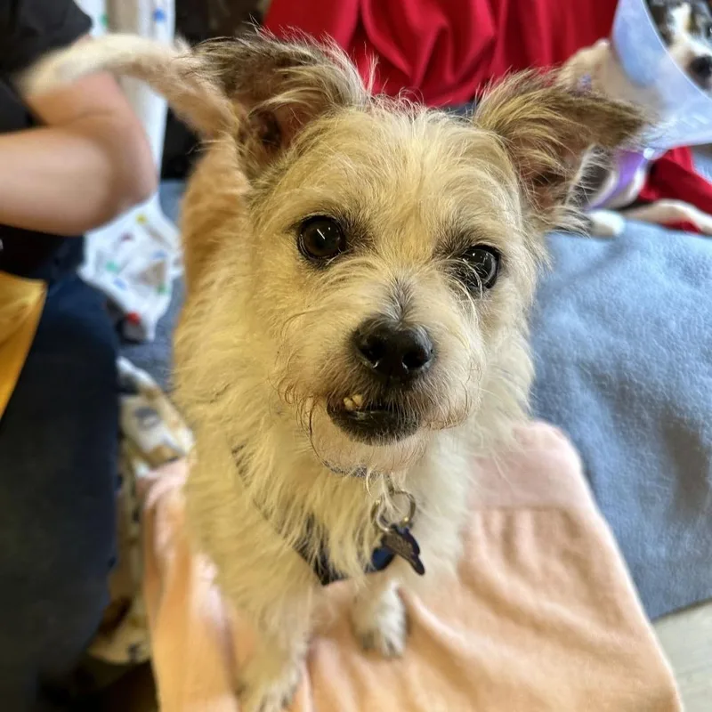 A senior small-sized male White / Cream Terrier dog named Cyprus for adoption in San Francisco, CA