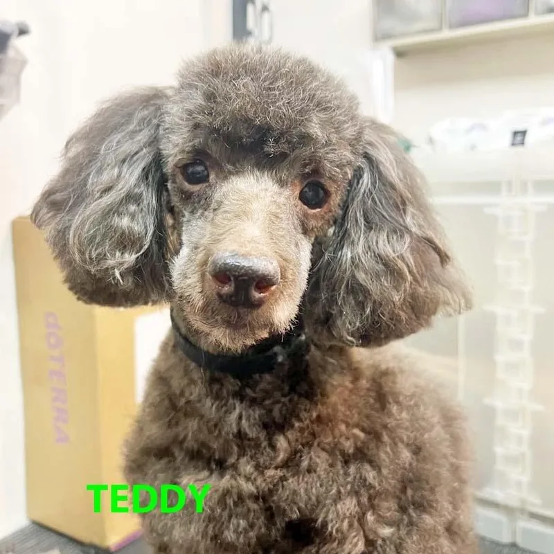 A senior small-sized male Miniature Poodle dog named Teddy & Bruno for adoption in White Bear Lake, MN