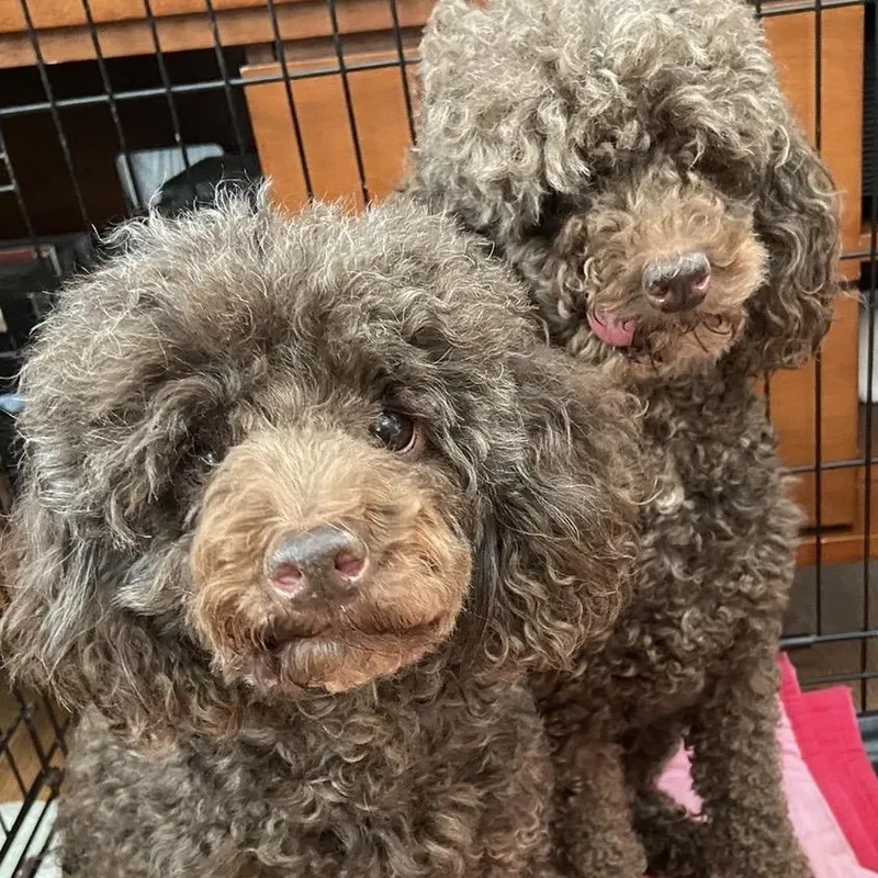 Teddy & Bruno thumbnail 2