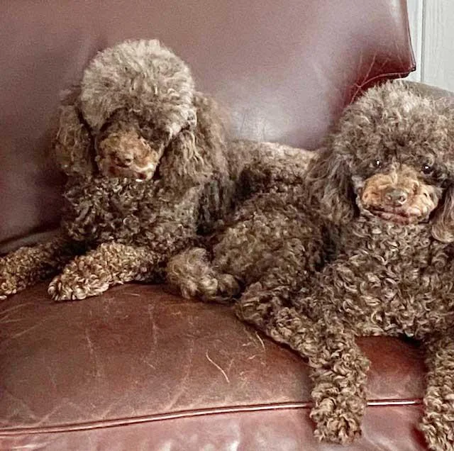 Teddy & Bruno thumbnail 3