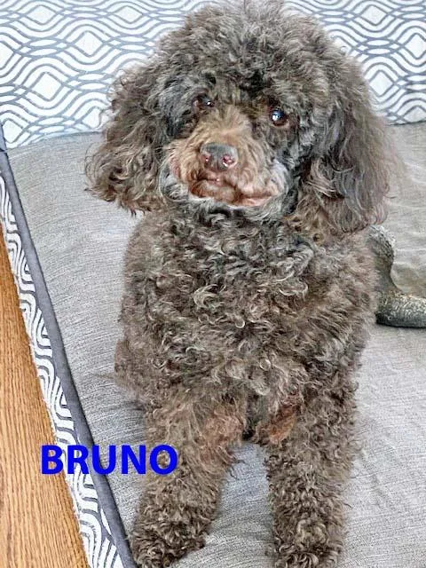 Teddy & Bruno thumbnail 4