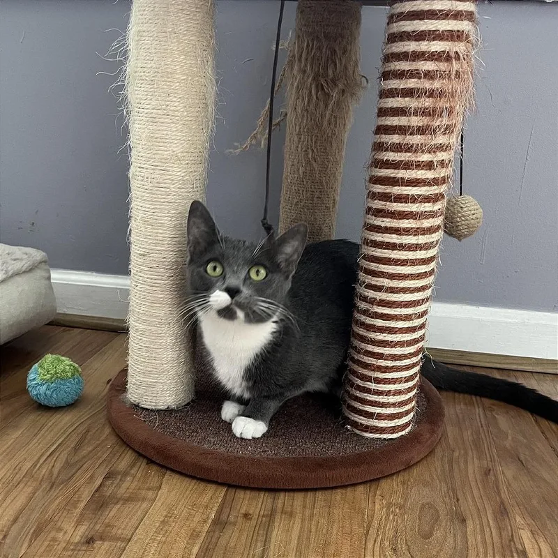 A young medium-sized female Gray / Blue / Silver Domestic Short Hair cat named Bella for adoption in Gibsonia, PA