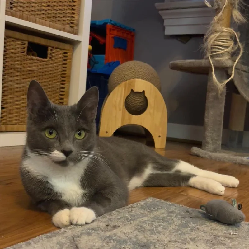 Bella thumbnail 5