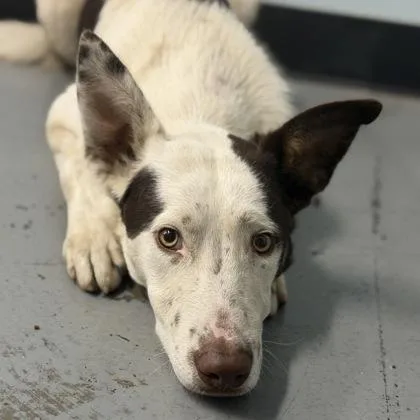 A young large-sized male McNab dog named Aaron Burrsar for adoption in Sacramento, CA