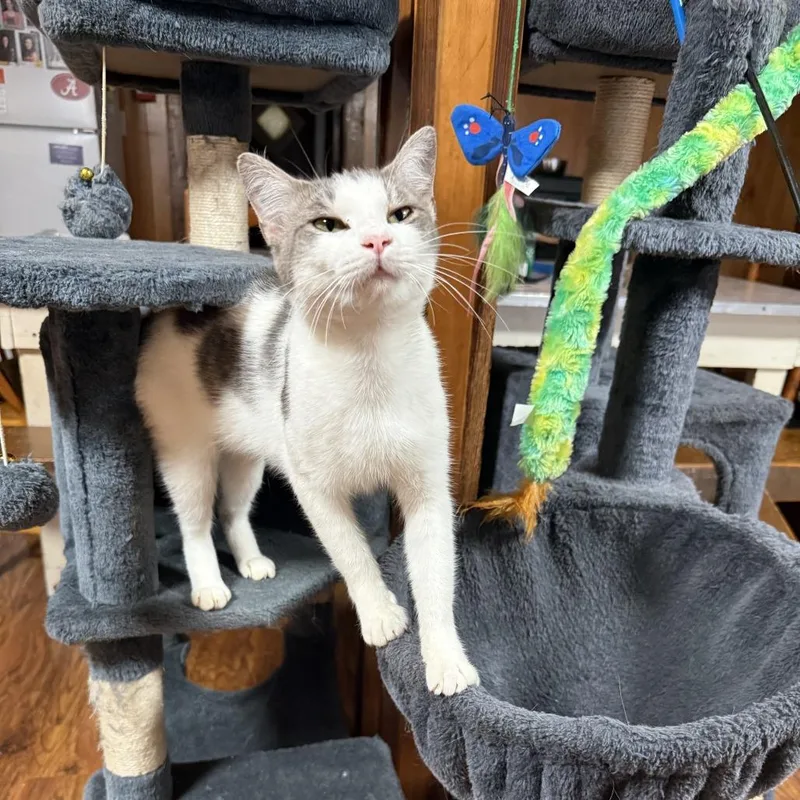 A young medium-sized female White Domestic Short Hair cat named Raya for adoption in Bessemer, AL
