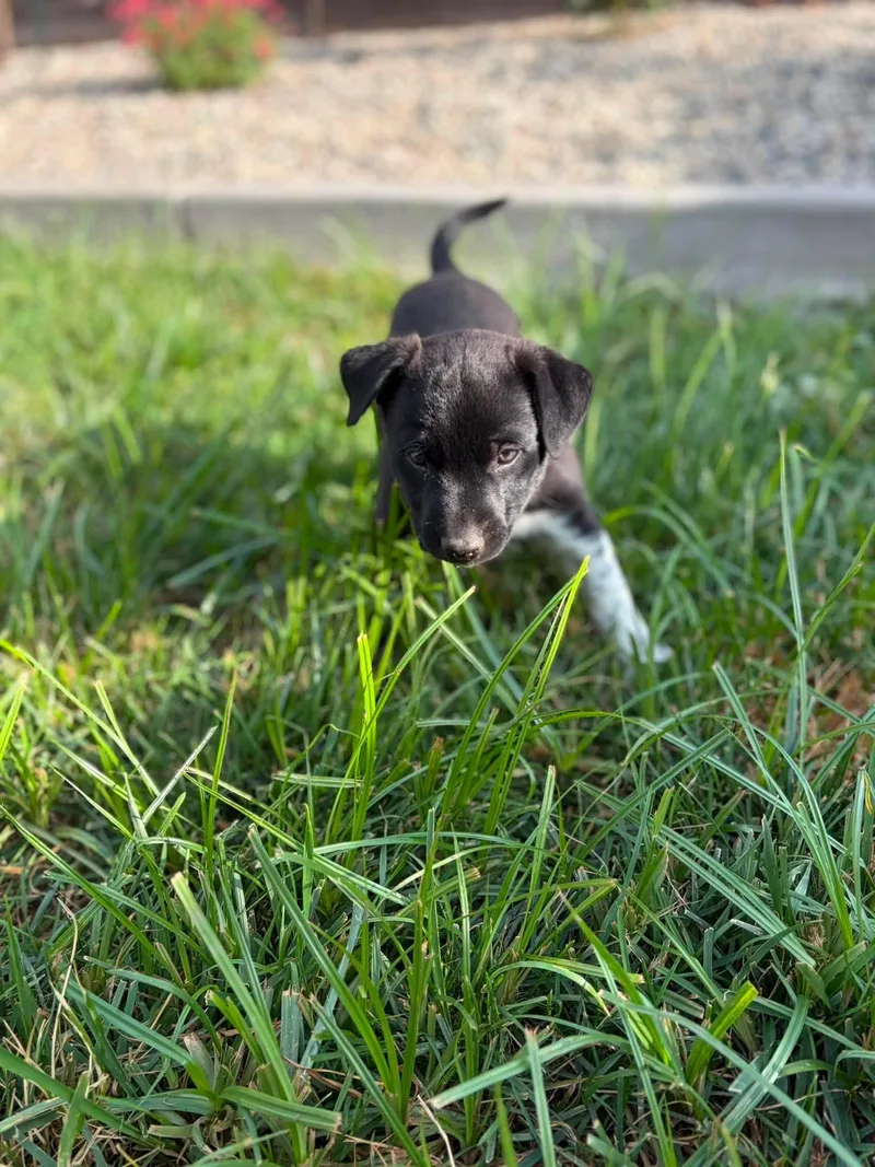 Dottie