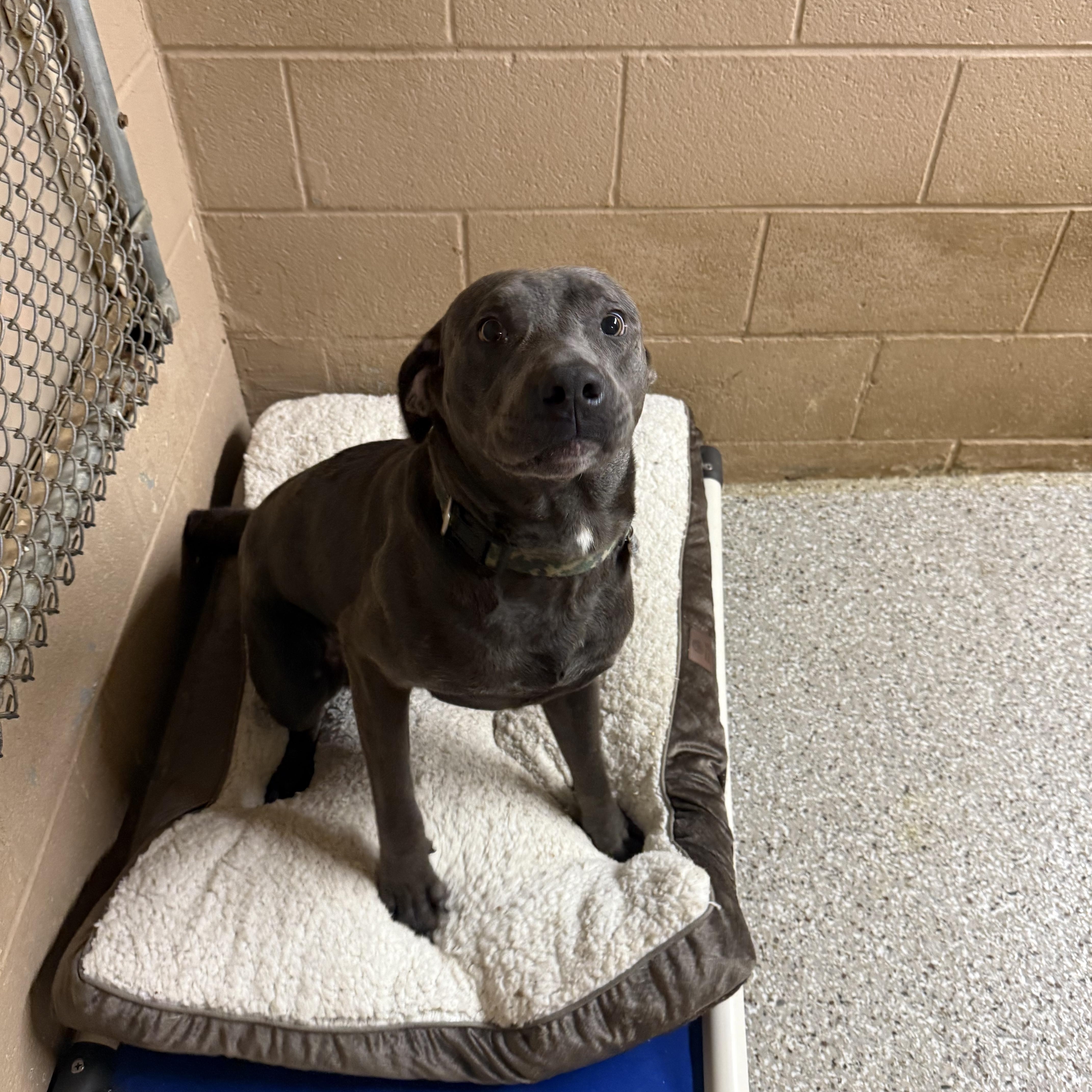 A young medium-sized male Gray / Blue / Silver Pit Bull Terrier dog named Shadow for adoption in Hendersonville, TN