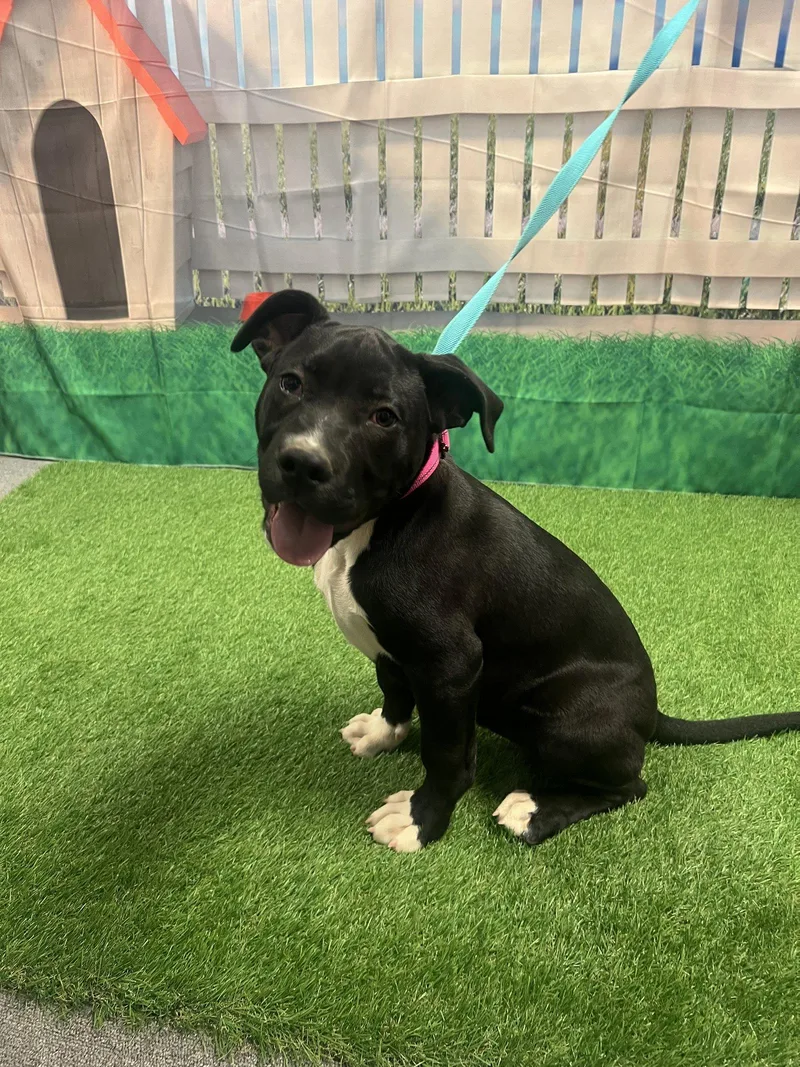 A young medium-sized female Terrier dog named Gretchen for adoption in Euless, TX