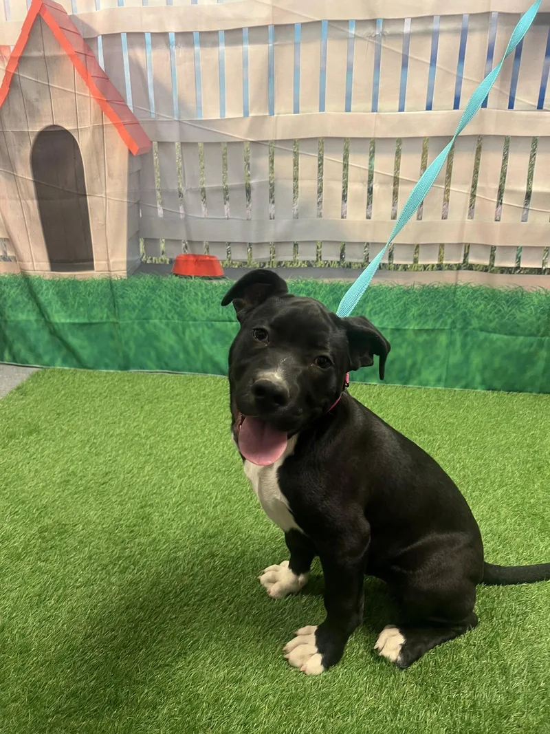 Gretchen thumbnail 3