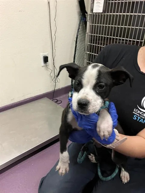 A baby small-sized male Pit Bull Terrier dog named Spyro for adoption in Long Beach, CA