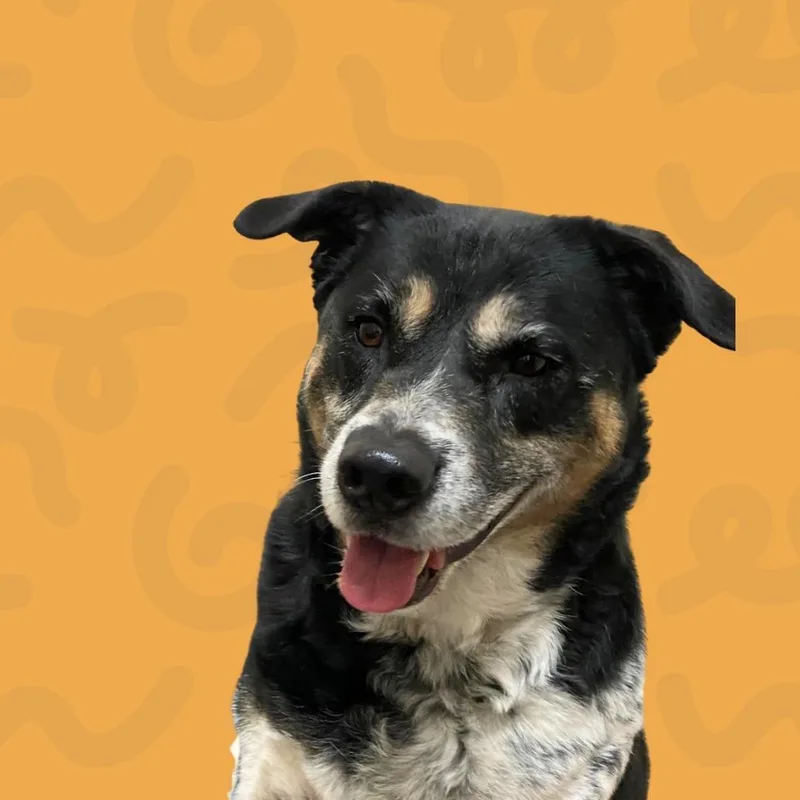 Kona
