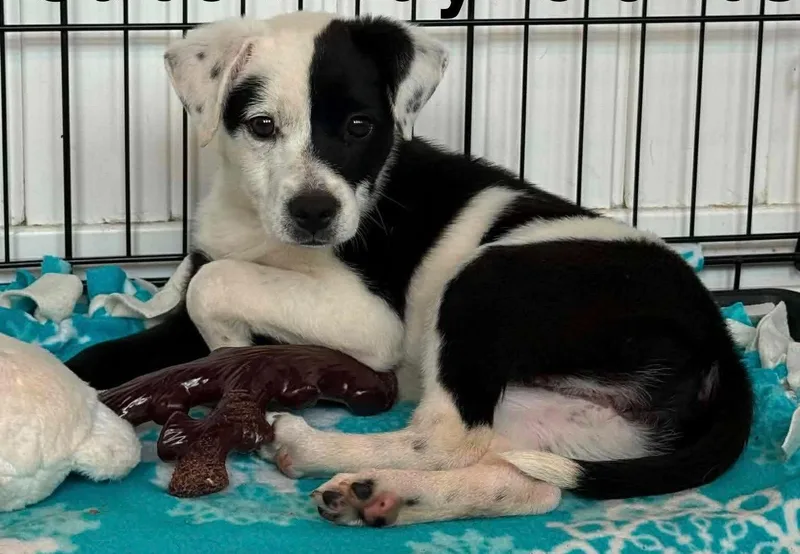 A baby large-sized female Australian Cattle Dog / Blue Heeler dog named Myrtle for adoption in Newport, KY