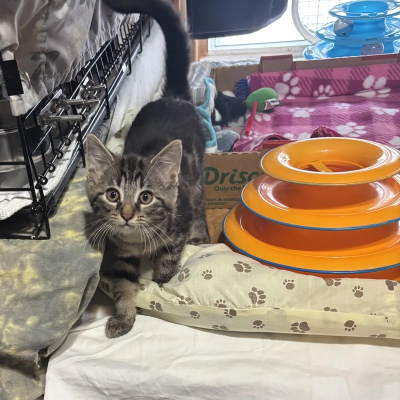 A baby medium-sized female Tabby (Brown / Chocolate) Domestic Short Hair cat named Clara for adoption in Pittsburgh, PA
