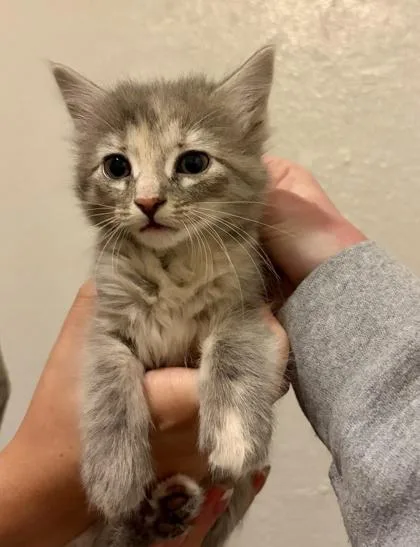A baby small-sized female Domestic Medium Hair cat named Regan for adoption in Fort Worth, TX