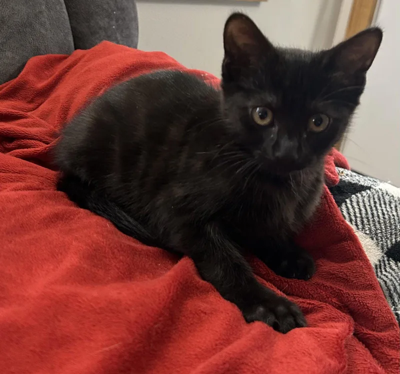 A baby medium-sized female Black Domestic Short Hair cat named Dianne for adoption in Hammond, LA