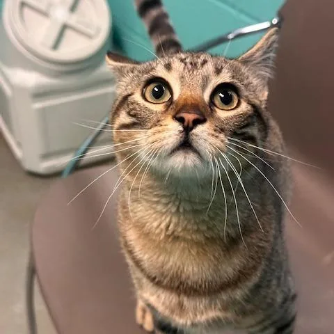 Great Bro Potential thumbnail 2