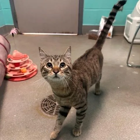 Great Bro Potential thumbnail 3