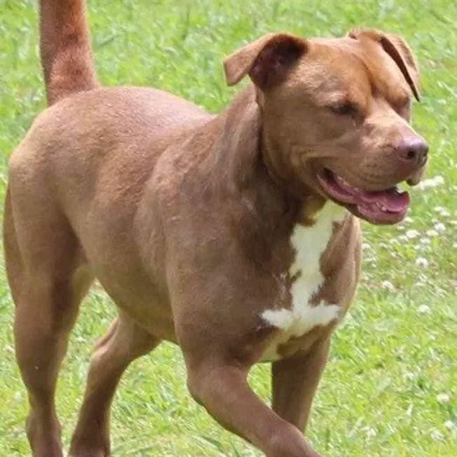 An adult medium-sized female Golden Pit Bull Terrier dog named China for adoption in Tunica, MS