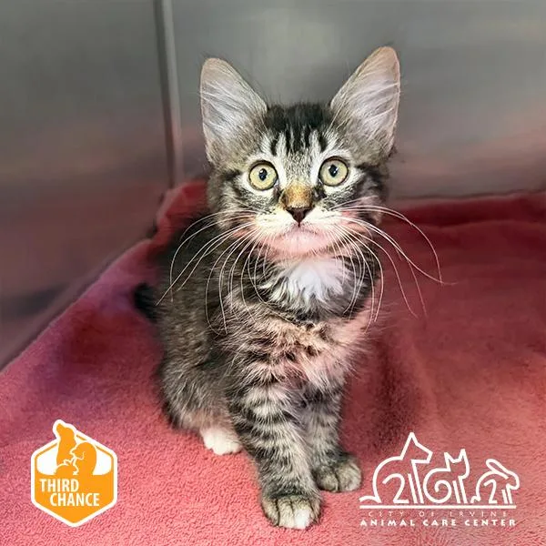 A baby small-sized female Domestic Medium Hair cat named Alice for adoption in Irvine, CA