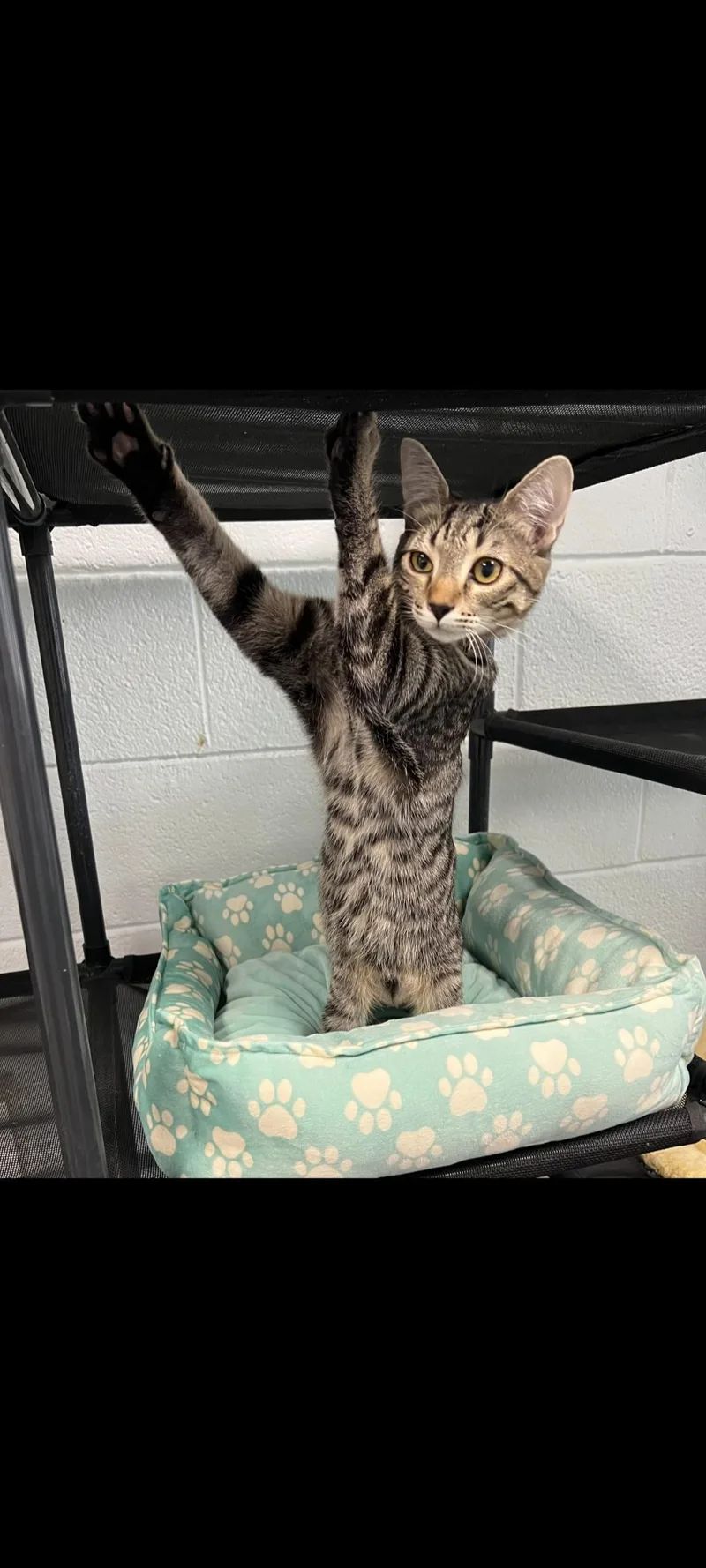A baby small-sized male Domestic Short Hair cat named Adam for adoption in Morganton, NC