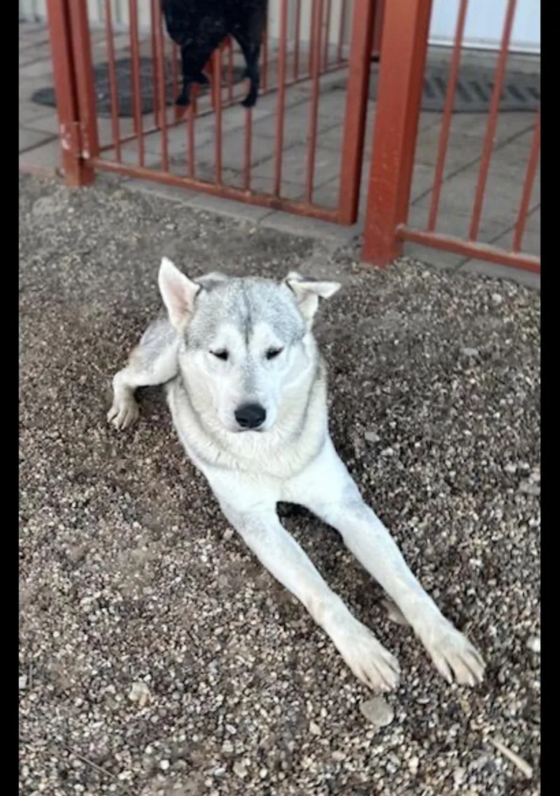 An adult large-sized male Siberian Husky dog named Blaze for adoption in Washington Court House, OH