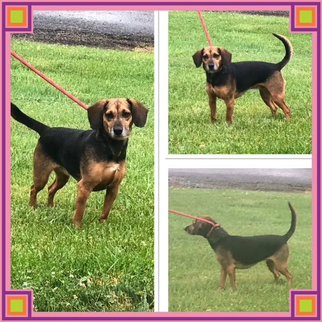 An adult medium-sized female Black Beagle dog named Sky for adoption in Buckhannon, WV