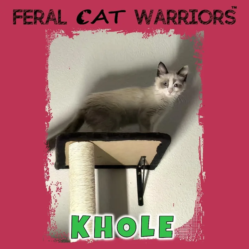 A baby small-sized female Domestic Medium Hair cat named Khole for adoption in Kingman, AZ