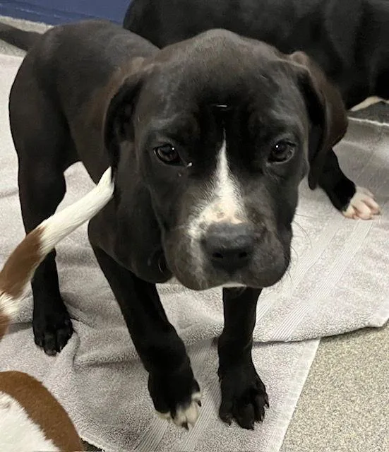 Macchiato  Months Female