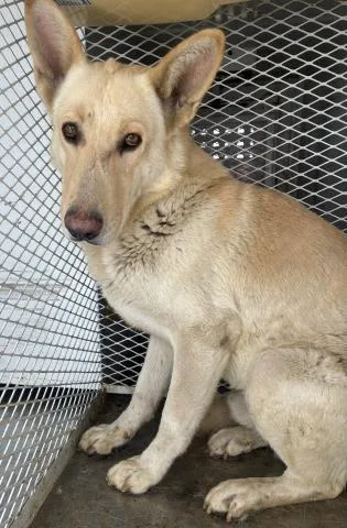 An adult large-sized male Yellow / Tan / Blond / Fawn Shepherd dog named Kodiak  Urgent And for adoption in Thousand Oaks, CA