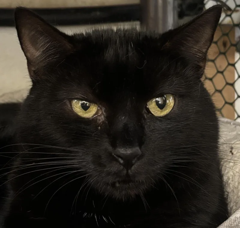 An adult medium-sized female Domestic Short Hair cat named Espresso for adoption in Beacon, NY