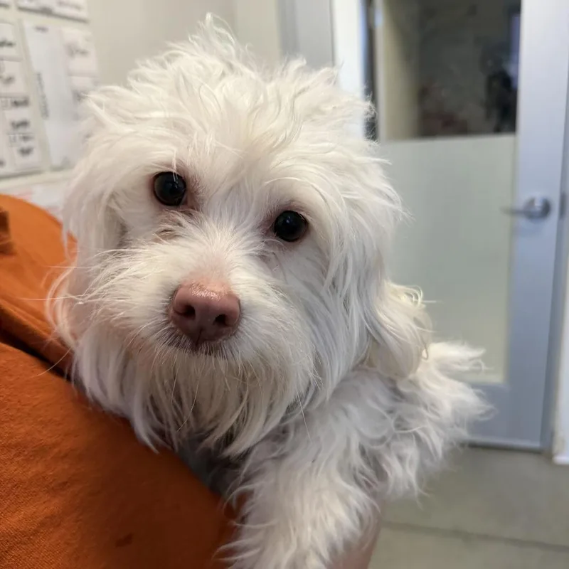 A young small-sized female White / Cream Havanese dog named Snowflake for adoption in Rifle, CO