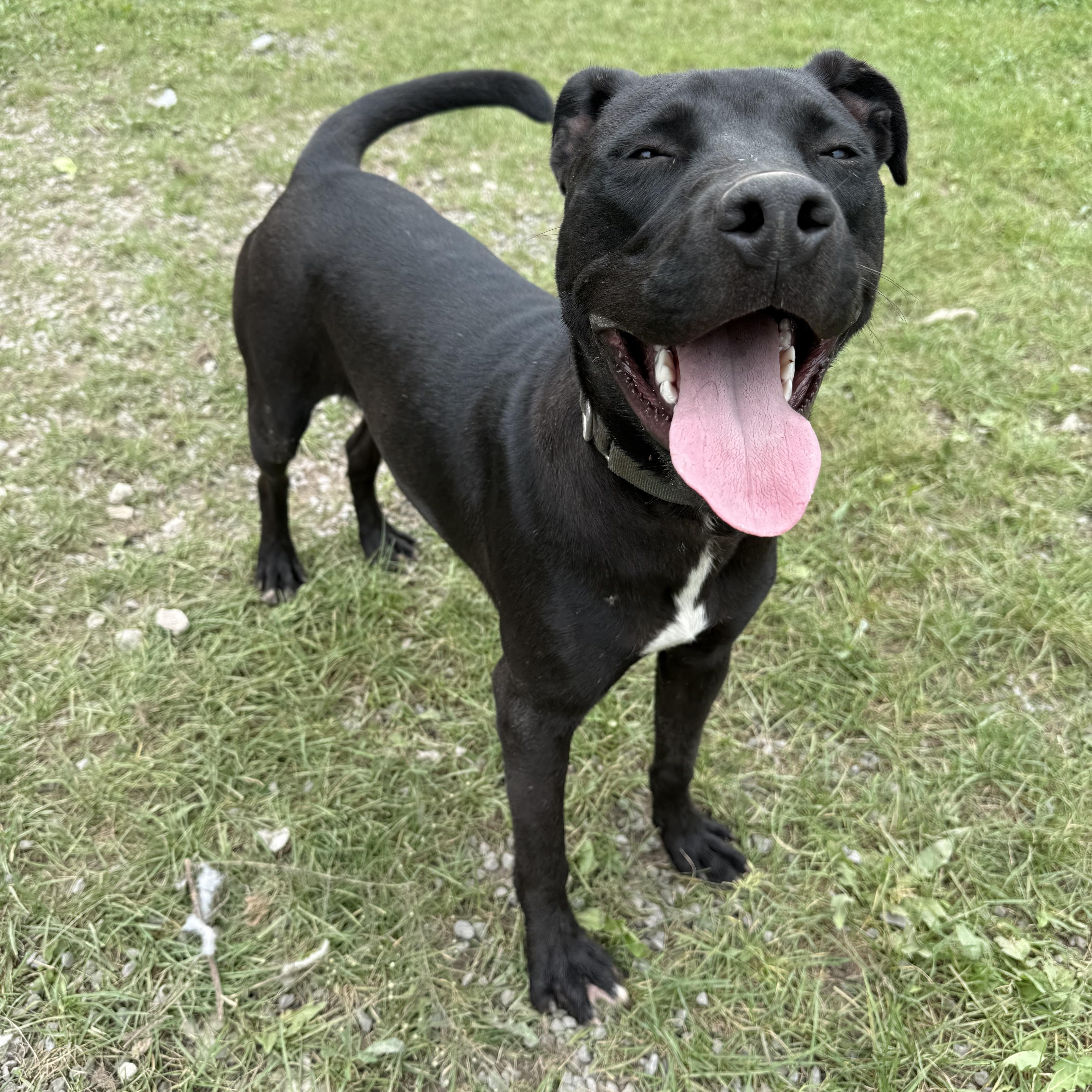 A young medium-sized male Pit Bull Terrier dog named Sombra for adoption in Howes Cave, NY