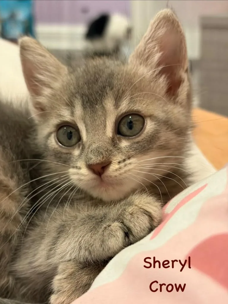 A baby medium-sized female Domestic Short Hair cat named Sheryl Crow for adoption in New Orleans, LA