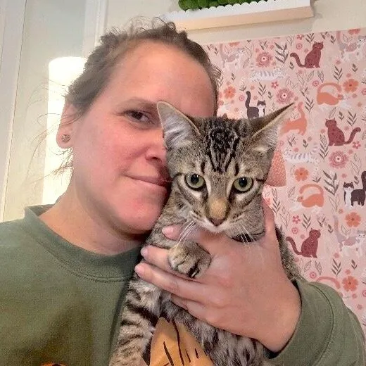 A young medium-sized female Tabby (Brown / Chocolate) Tabby cat named Pinky Gonzalez for adoption in Friendswood, TX
