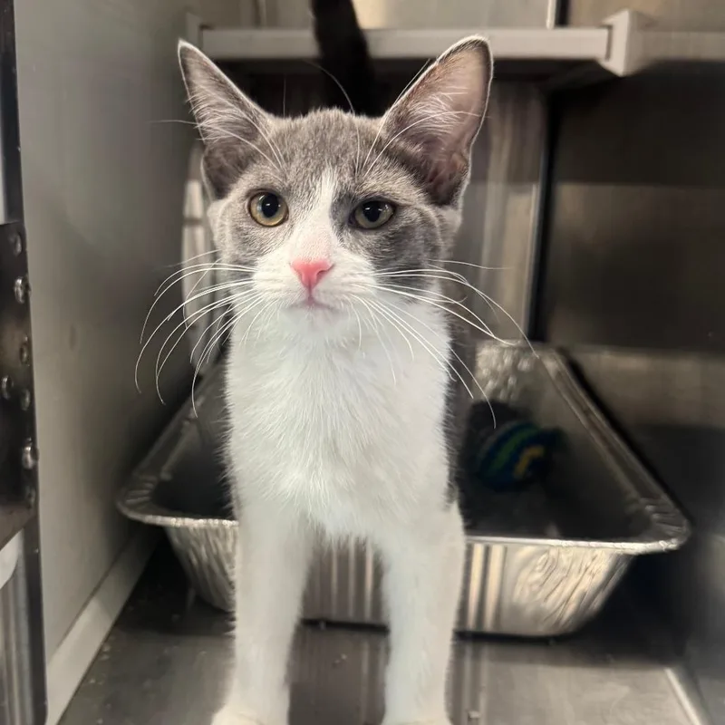 A baby small-sized female Gray / Blue / Silver Domestic Short Hair cat named Naomi Scott for adoption in Dearborn, MI