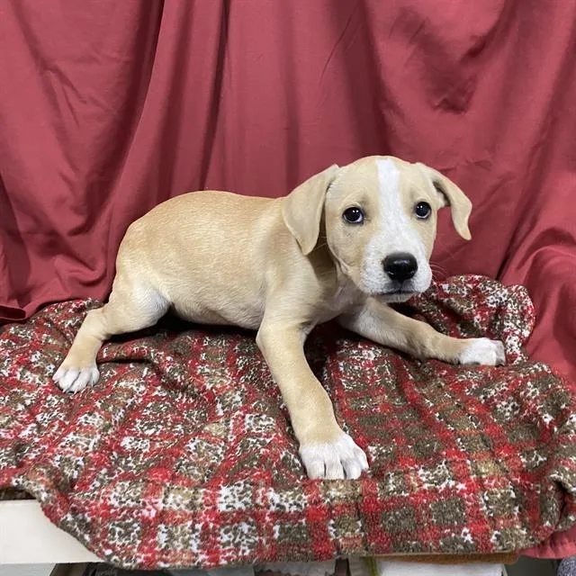 A baby small-sized male Pit Bull Terrier dog named Matcha for adoption in Modesto, CA