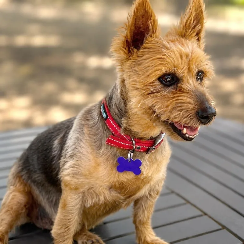 A senior small-sized female Black Australian Terrier dog named Emily for adoption in Boerne, TX