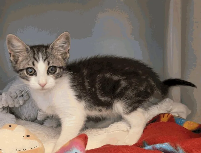 A young small-sized male White Domestic Short Hair cat named Jojo for adoption in Santa Cruz, CA