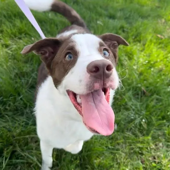 A baby medium-sized female Mixed Breed dog named Autumn for adoption in Lexington, KY