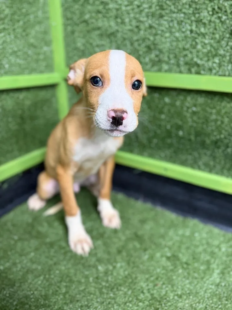 A baby medium-sized female Terrier dog named Phoebe for adoption in Hopkinsville, KY