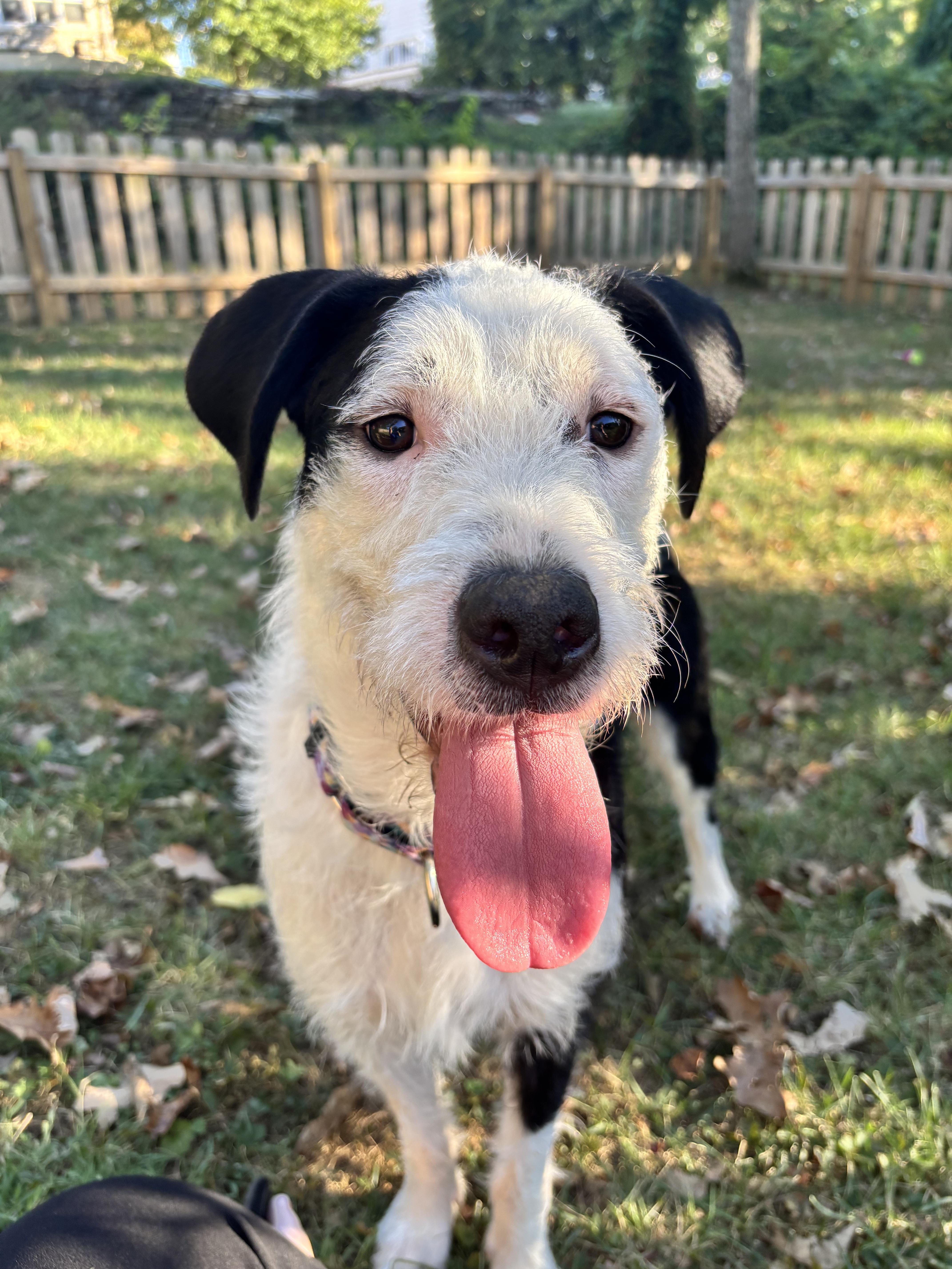 A young medium-sized female Black Terrier dog named Priscilla for adoption in Lexington, KY