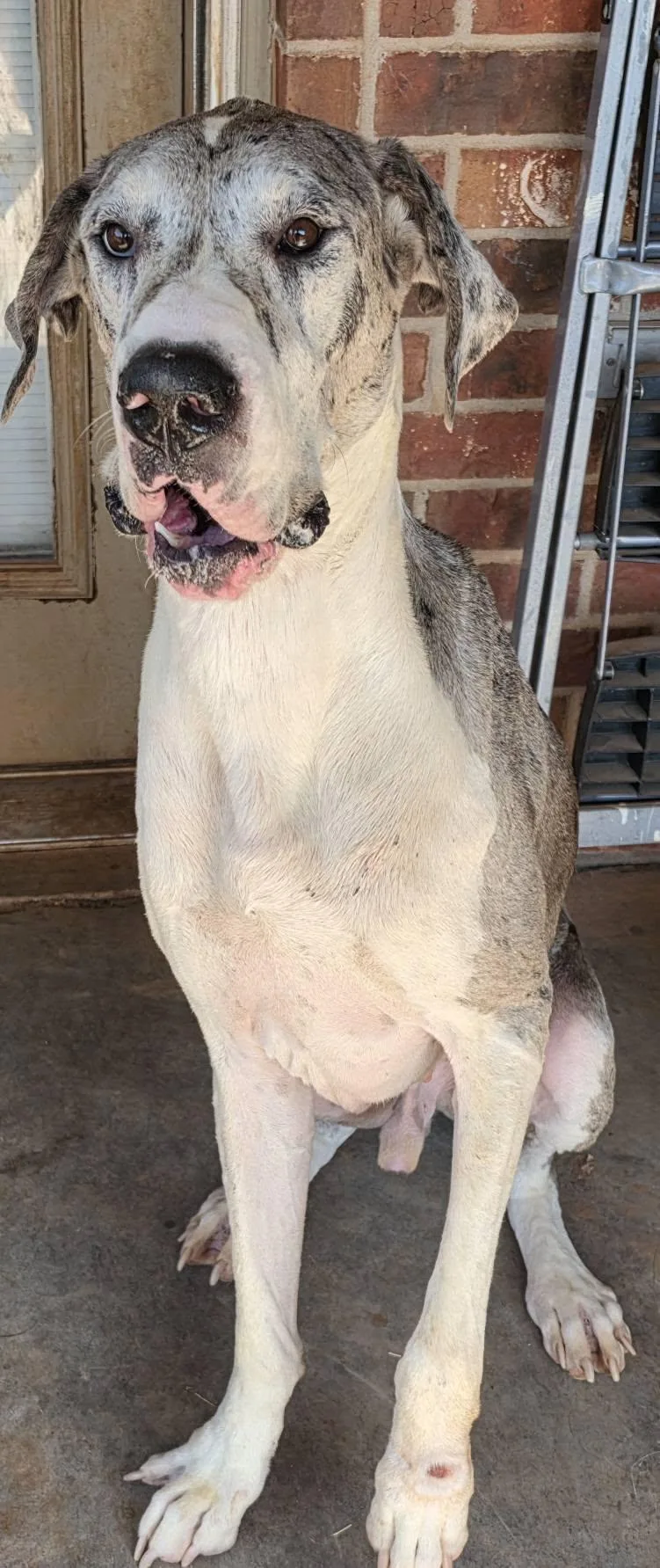 An adult extra large-sized male Merle (Blue) Great Dane dog named Harold for adoption in Oklahoma City, OK