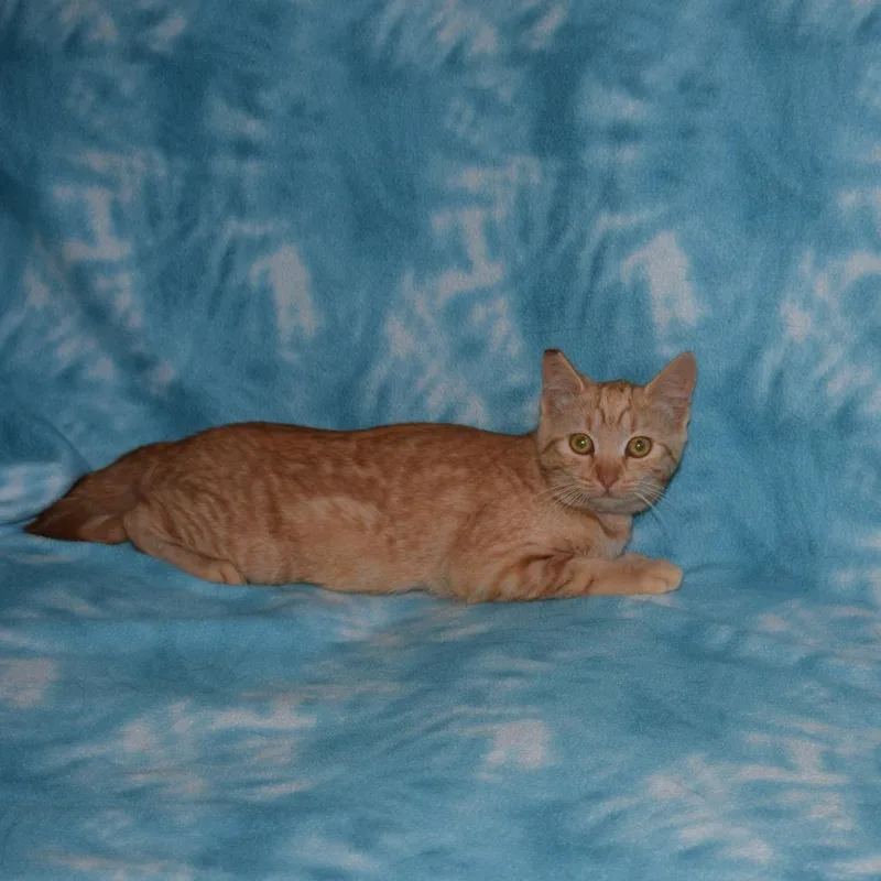 A baby small-sized female Domestic Short Hair cat named Poppy for adoption in Eureka, CA
