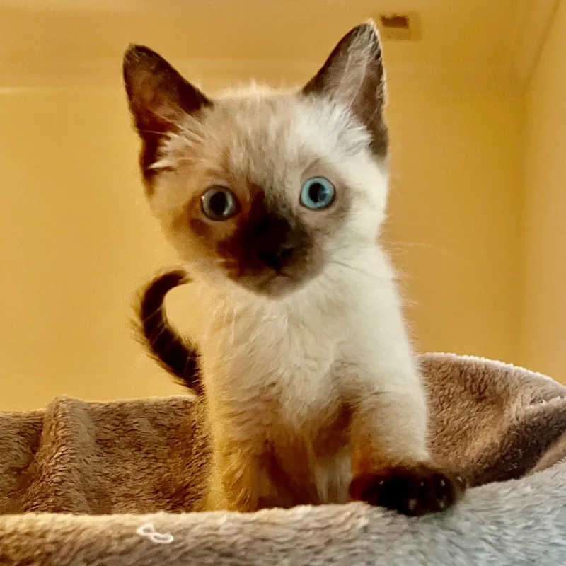 Little Blue Eyes thumbnail 2