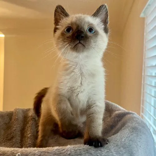 Little Blue Eyes thumbnail 3
