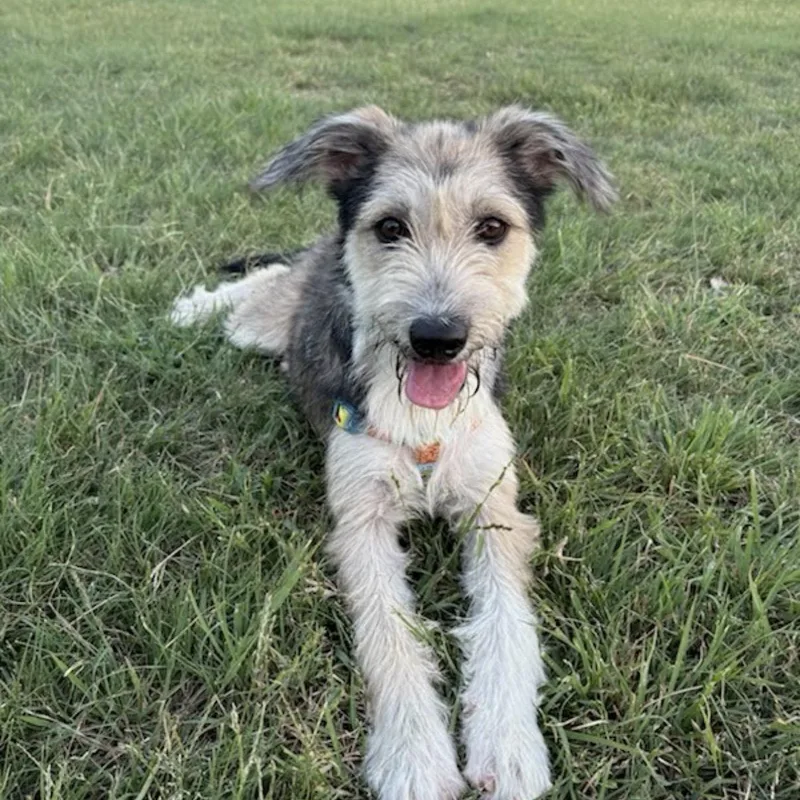 A baby small-sized female Tricolor (Brown, Black, & White) Schnoodle dog named Maddie for adoption in Georgetown, TX
