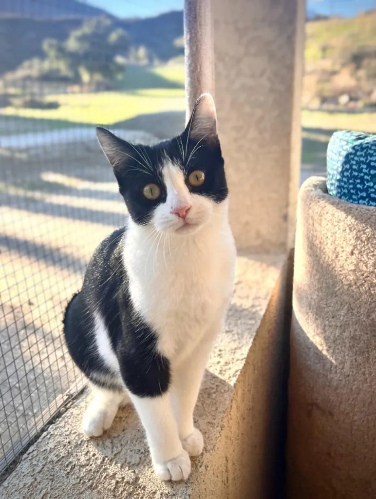 A young small-sized female Domestic Short Hair cat named Peep for adoption in Los Angeles, CA