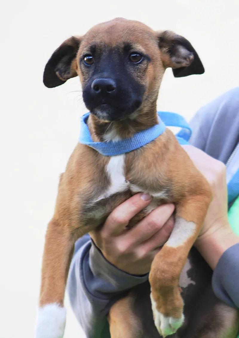 A baby medium-sized male Hound dog named Forrest for adoption in North Fort Myers, FL